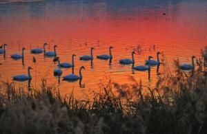 來約！萬只白天鵝在三門峽等你